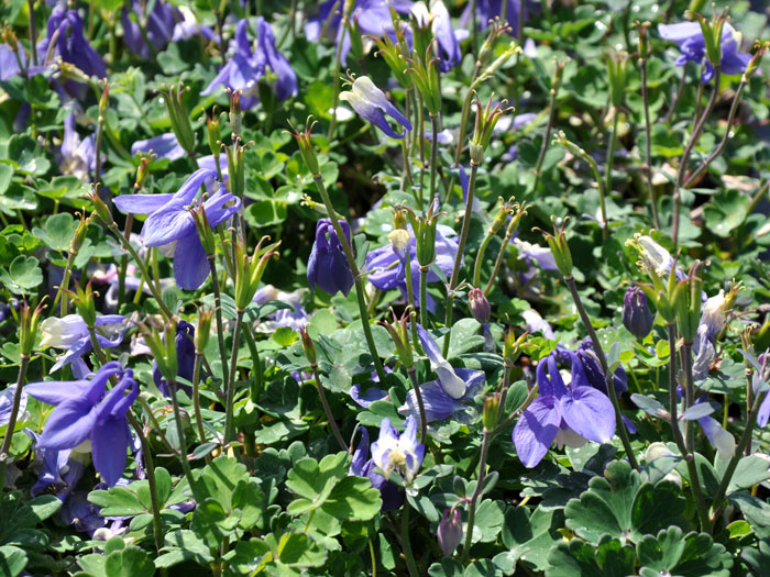 Aquilegia flabellata 'Ministar' (M), Blau-weiße Steingarten-Akelei