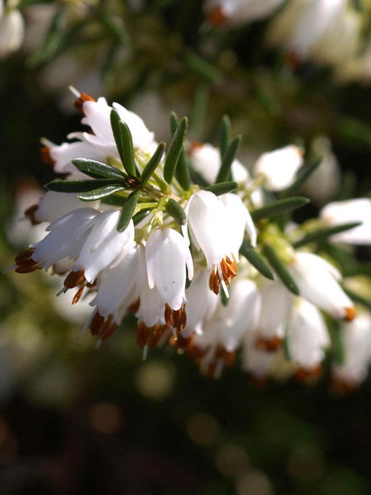 Blüte der Schneeheide 'Isabell'