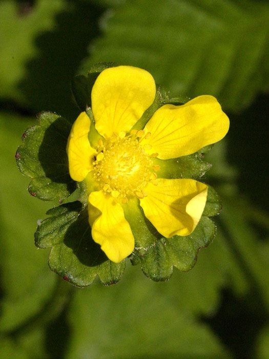 Gelbe Blüte der Trugerdbeere