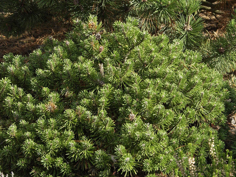 Pinus mugo 'Benjamin', Bergkiefer