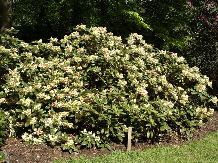 Rhododendron 'Viscy'