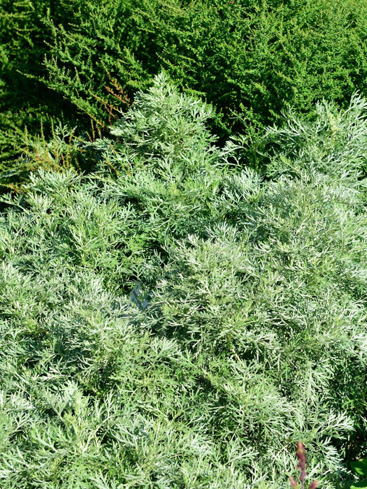 Artemisia arborescens 'Powis Castle',  Edelraute, halbstrauchiger Wermut