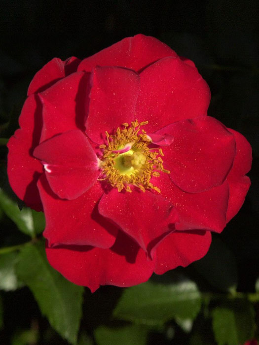 Blühende Rose Austriana