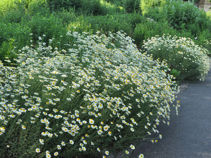 Anthemis tinctoria 'Sauce Hollandaise', helle Färberkamille,