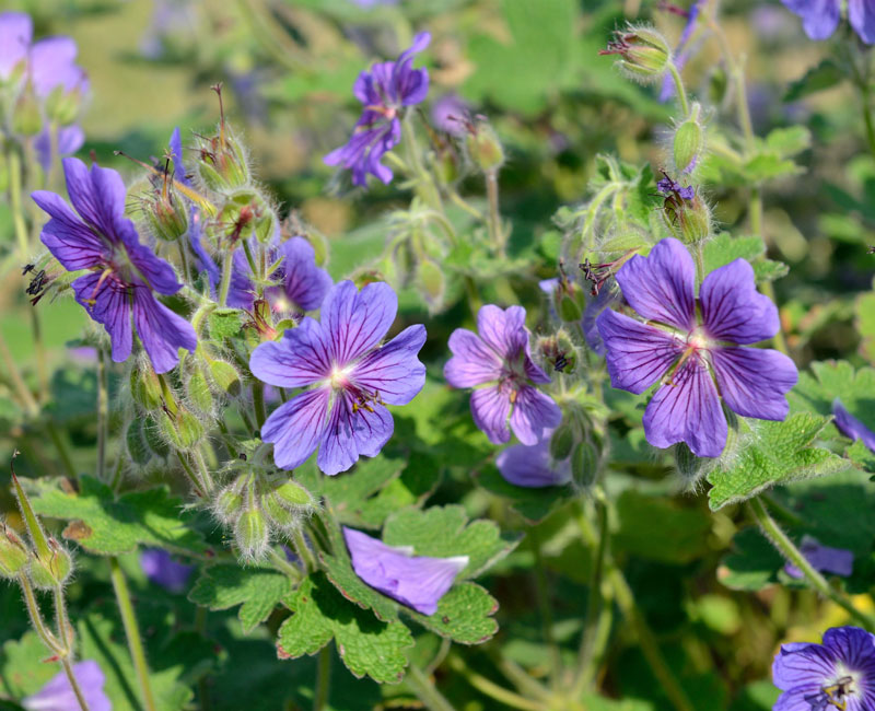 Geranium renardii 'Terre Franche', Kaukasus-Storchschnabel