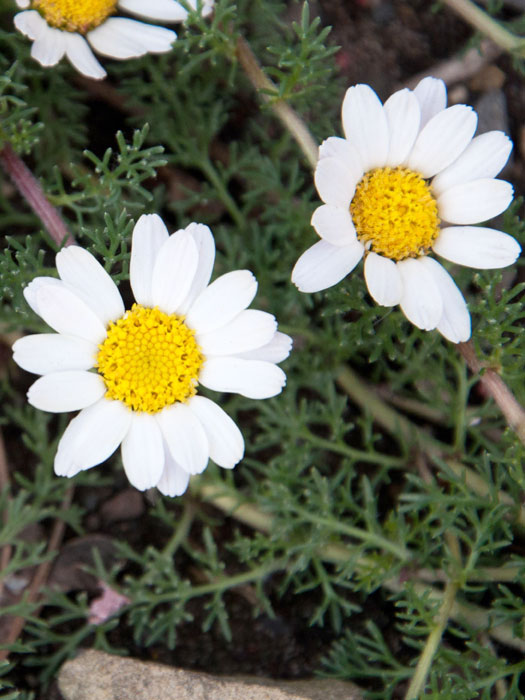 Anacyclus pyrethrum var. depressus, Ringblume, Marokko-Kamille, römischer Bertram