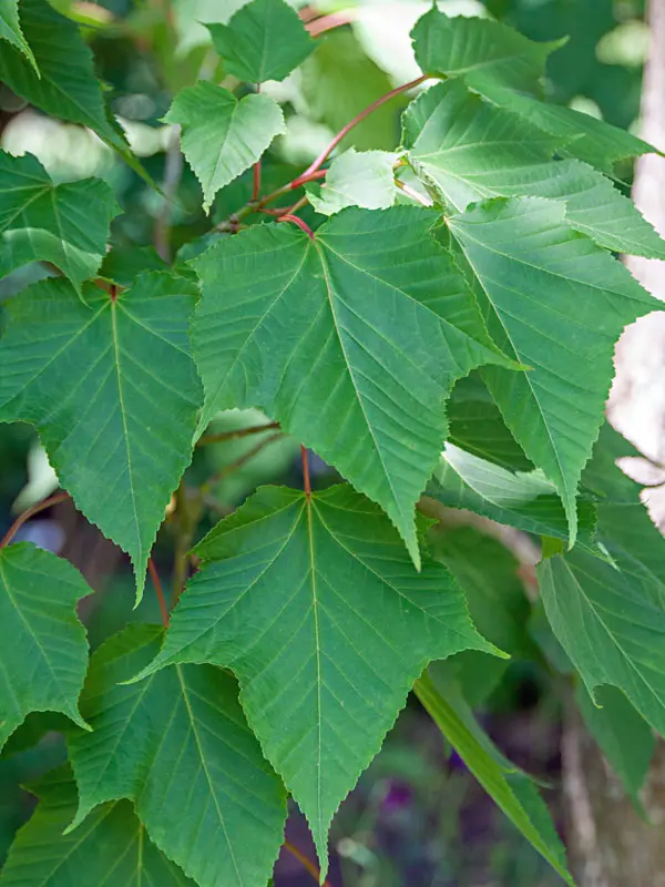 Acer capillipes, Roter Schlangenhaut-Ahorn - Hochstamm