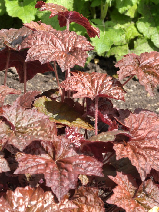 Heuchera x micrantha 'Palace Purple' (M), Purpurglöckchen, Purpurblatt