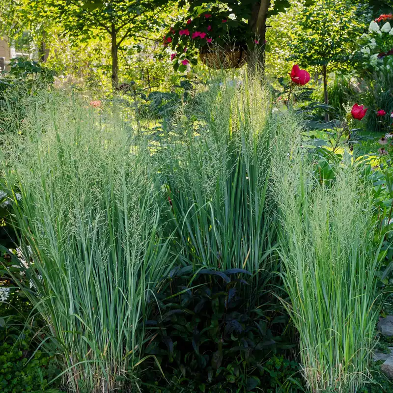 Panicum virgatum 'Northwind', Riesen-Ruten-Hirse, Zier-Hirse