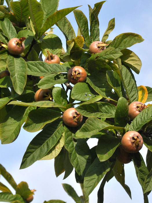 Frucht am Ast einer Mespilus germanica