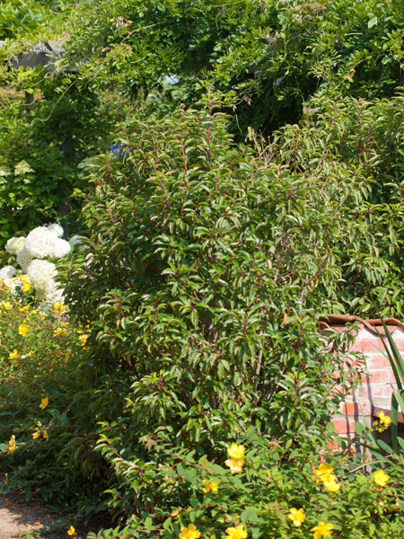 Portugiesischer Kirschlorbeer in einem Garten