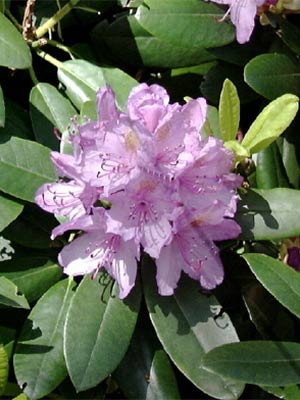 Rhododendron 'Cataw. Grandiflorum' INKARHO®