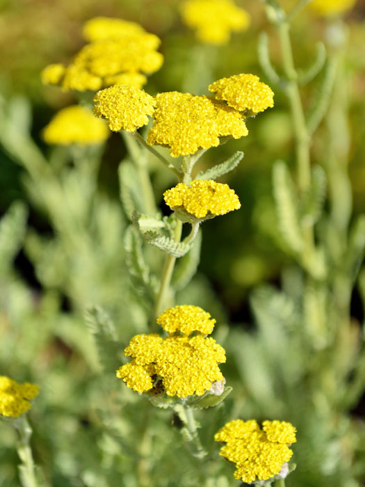 Achillea clypeolata 'Moonshine', Goldquirl-Garbe