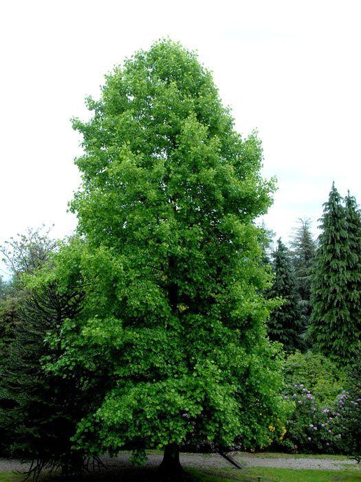 Liriodendron tulipifera, Tulpenbaum