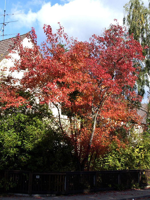 Der Feuerahorn im Herbst