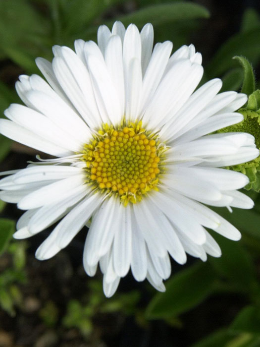 Aster alpinus 'Albus' (M), Alpen-Aster, Frühjahrsaster