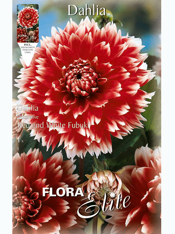 Schmuck-Dahlie 'Red and White Fubuki', Dahlia (Art.Nr. 5201910)