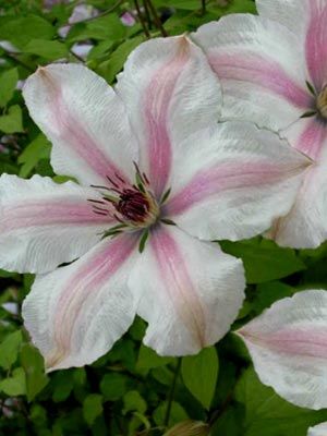 Zweifarbige Blüte der Clematis 'John Paul II'