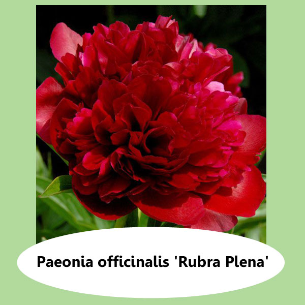 Paeonia Rubra Plena