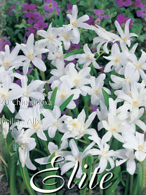 Schneeglanz 'Alba', Sternhyazinthe Chionodoxa (Art.Nr. 596540)