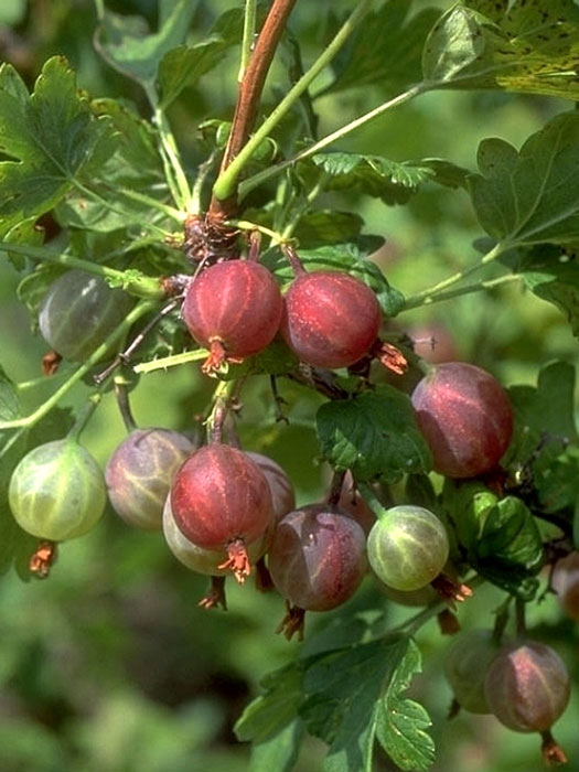 Stachelbeere 'Spinefree'