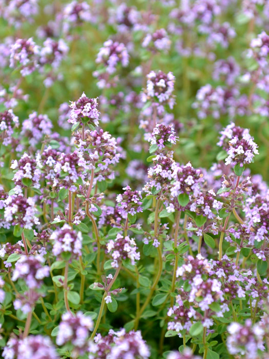 Thymus vulgaris 'Duftkissen' (M), Duft-Thymian, Garten-Thymian