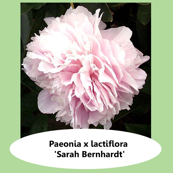 Paeonia Sarah Bernhardt