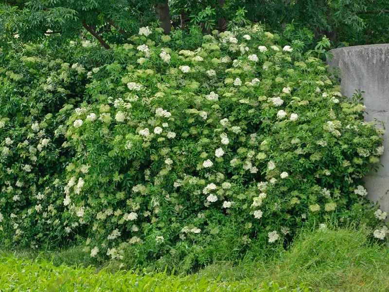 Wuchs des Sambucus nigra als Strauch