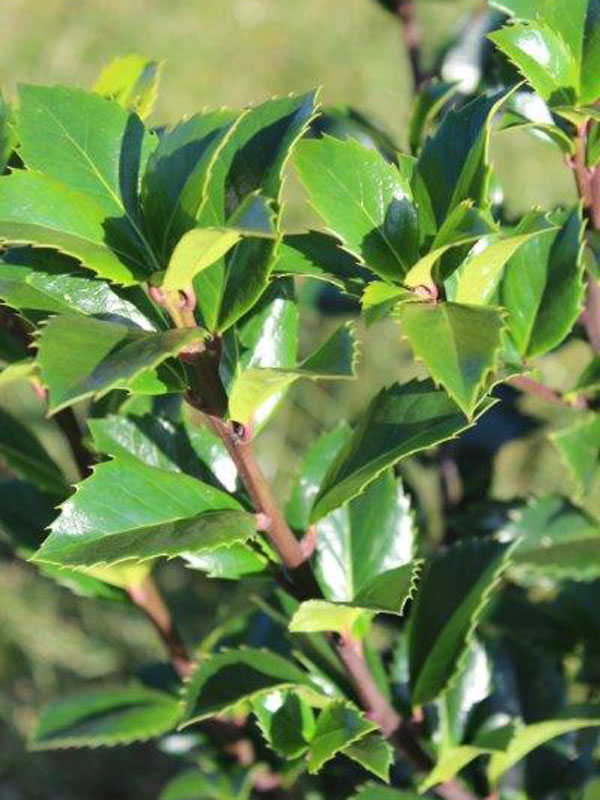 Ilex meserveae 'Heckenfee', Stechpalme