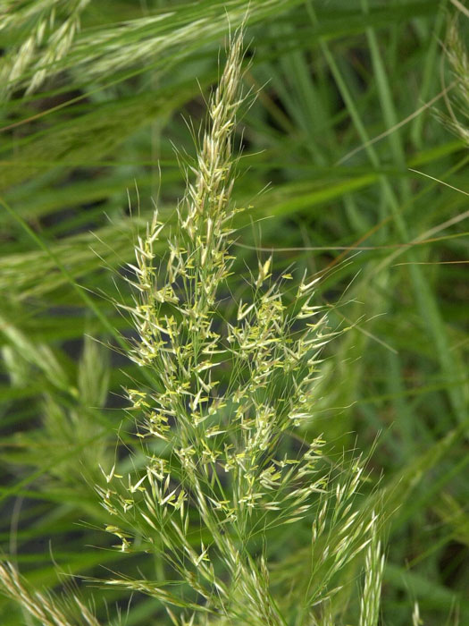 Achnatherum calamagrostis 'Algäu', (Syn.:  Stipa lasiagrostis 'Algäu'), Silber-Ährengras, Föhngras, Ränkegras