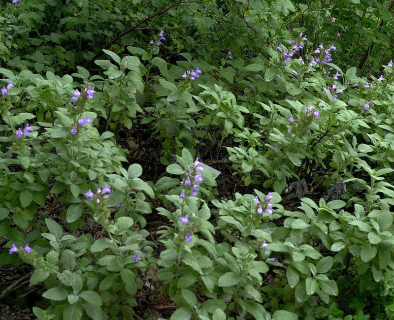 Großblättriger Salbei,  Salvia officinalis 'Maxima'