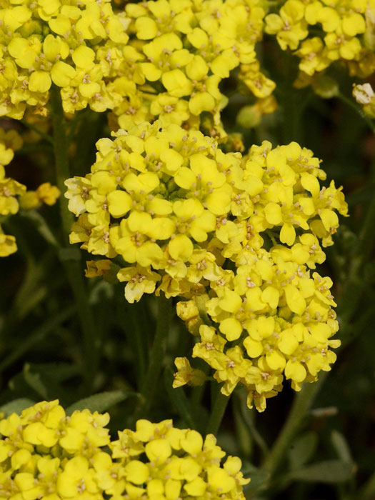 Alyssum montanum 'Berggold', Steinkraut, Steinkresse, Bergsteinkraut