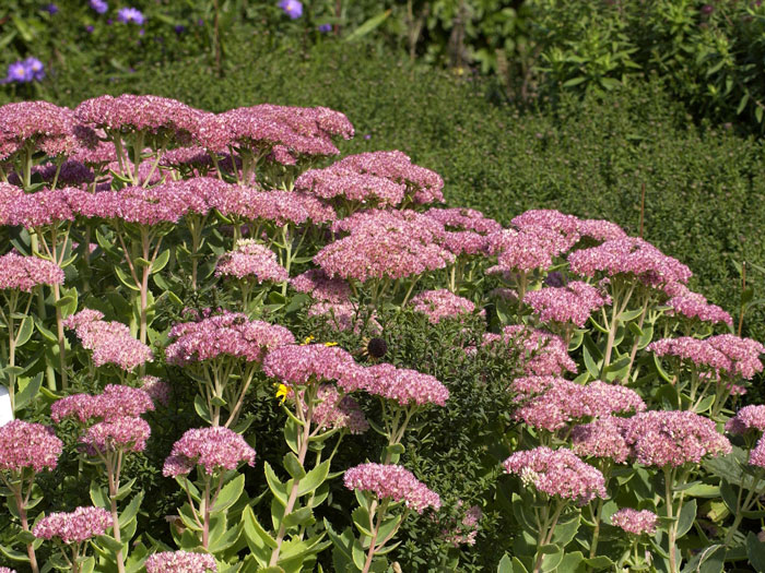 Sedum telephium 'Herbstfreude', Hohe Garten-Fetthenne