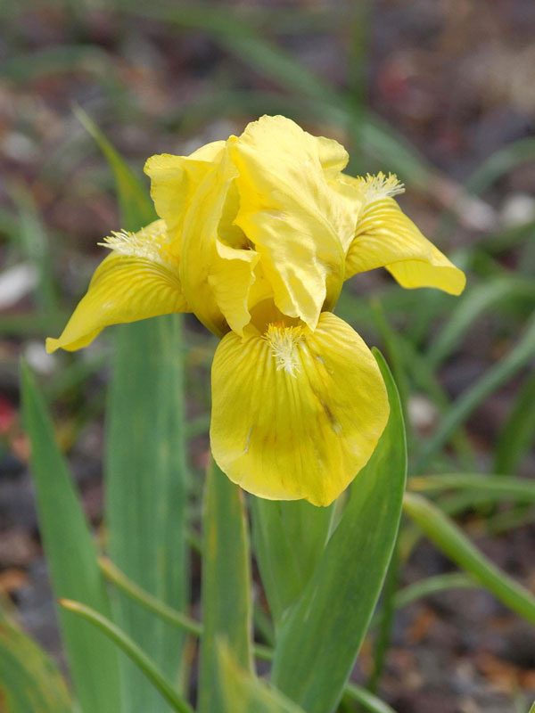 Nahaufnahme der gelben Blüte von Iris Brassie