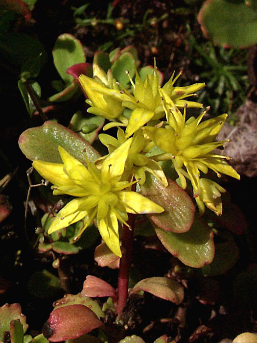 Sedum hybridum 'Immergrünchen'  (M), Mauerpfeffer, Mongolen-Fettblatt, Steinbrech