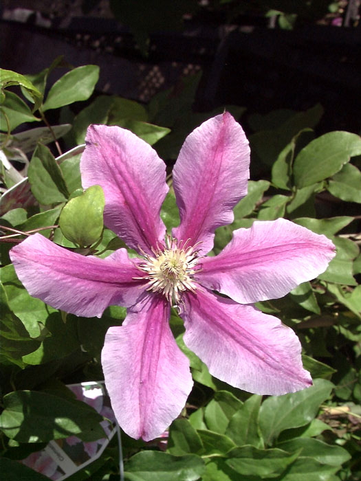 Zweifarbige Blüte der Clematis 'Dr. Ruppel'