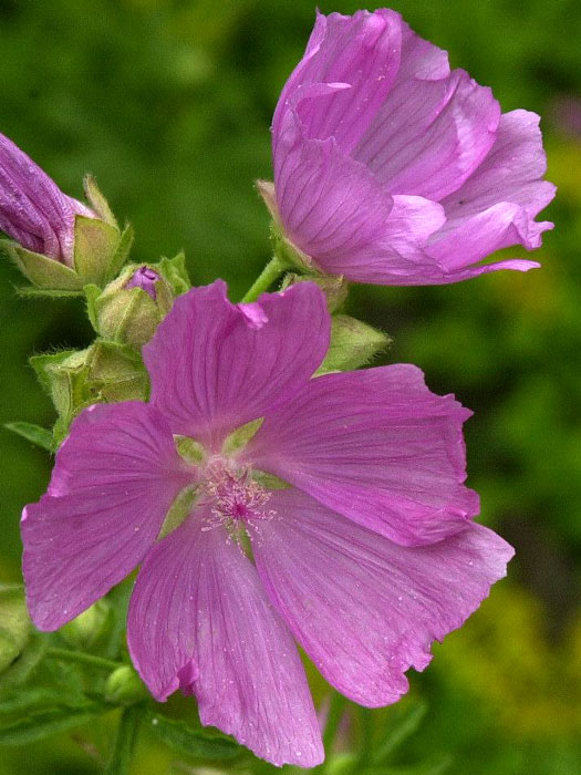 Malva alcea 'Fastigiata', Rosenpappel, Rosenmalve