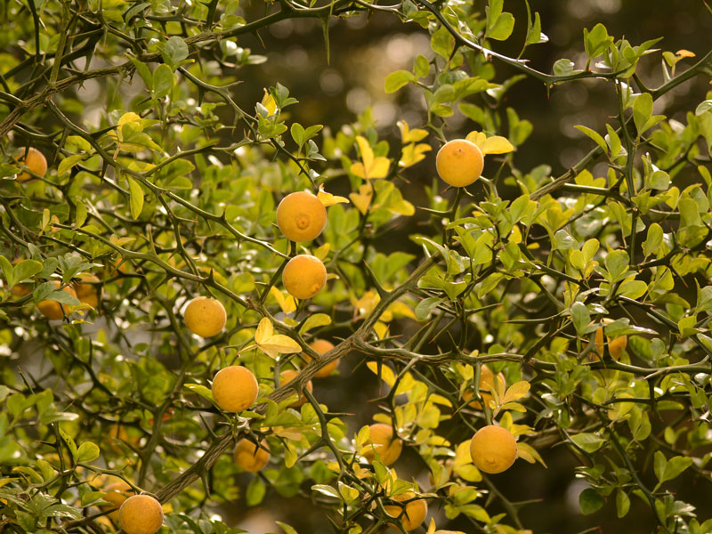 Passauer Goldpomeranze, Poncirus trifoliata 'Passau'