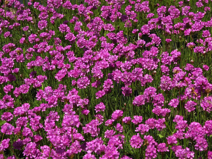 Armeria maritima 'Düsseldorfer Stolz' (M), Grasnelke, Strandgrasnelke