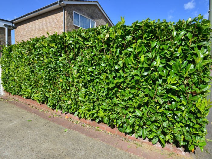 Kirschlorbeer Rotundifolia als Hecke