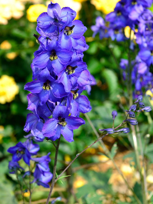 Delphinium elatum 'Waldenburg', Hoher Rittersporn