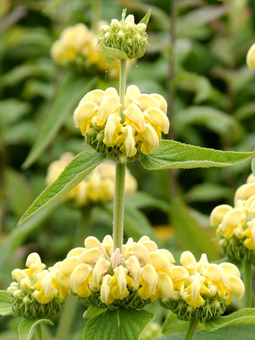 Phlomis russeliana (syn. samia), gelbes Brandkraut