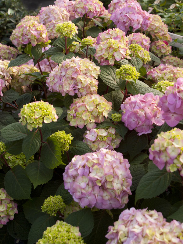 Hydrangea macrophylla 'Endless Summer BloomStar'®