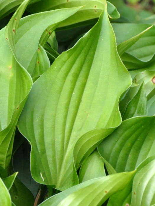 Hosta sieboldii 'Harry van Trier', Siebold-Funkie, Herzblattlilie