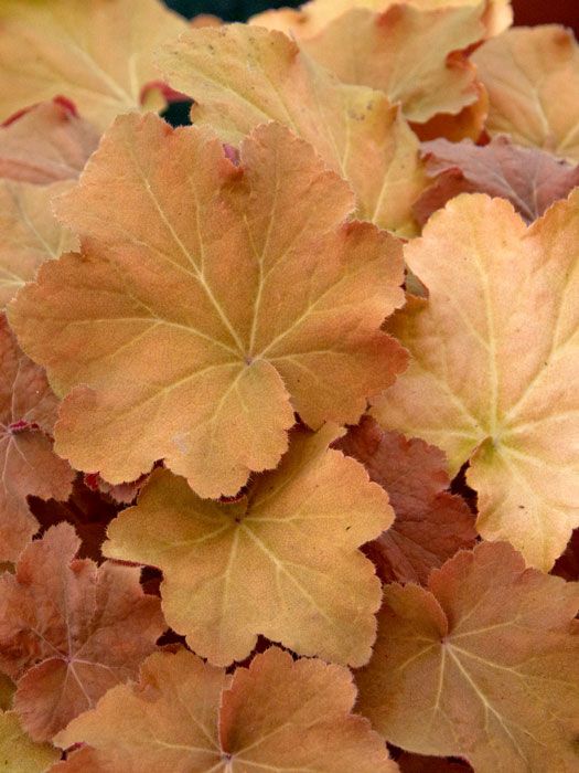 Heuchera villosa 'Caramel'®, Purpurglöckchen, Purpurblatt