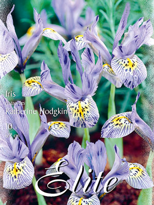 Zwergiris 'Katherine Hodgkin', Iris histrioides (Art.Nr. 596876)