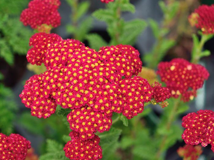 Achillea millefolium 'Tutti Frutti Pomegranate'®, Schafgarbe