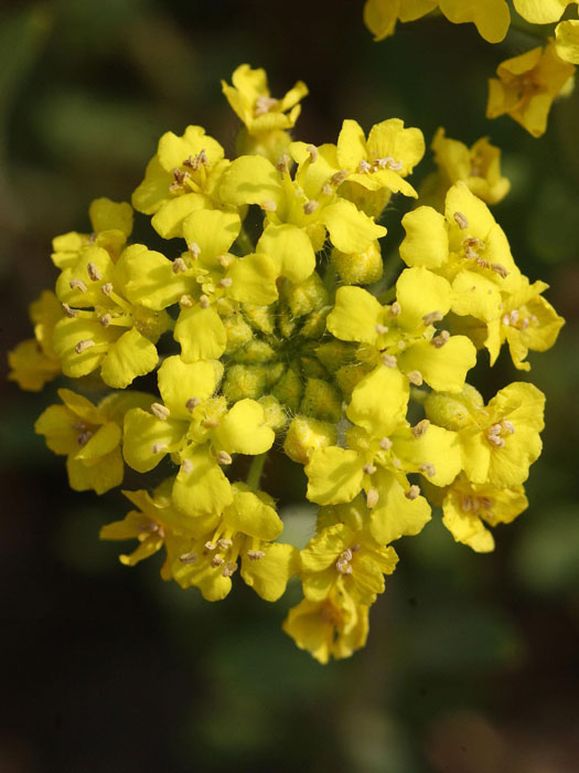 Aurinia saxatile 'Goldkugel', Steinkraut, Steinkresse, Felsensteinkraut