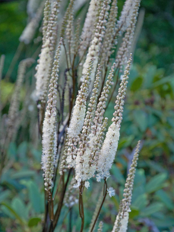 Nahaufnahme einer Blütenkerze von Actaea 'Cheju-do'