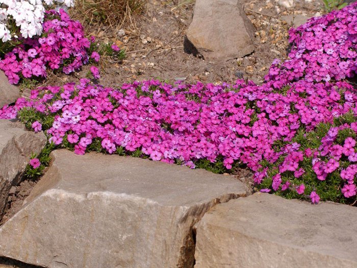 Phlox douglasii 'Red Admiral', Polsterphlox, Teppich-Flammenblume